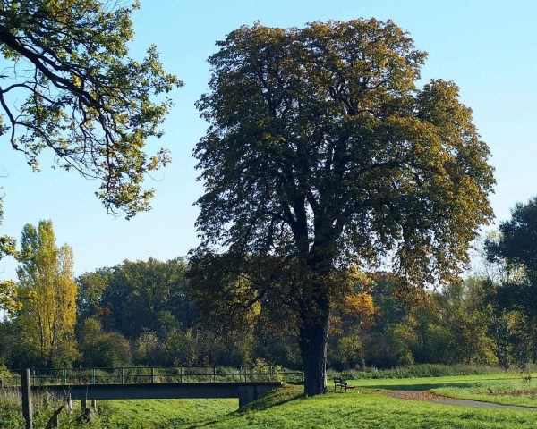 Umwelt+-+Baum+bei+Morenhoven+17-1920w